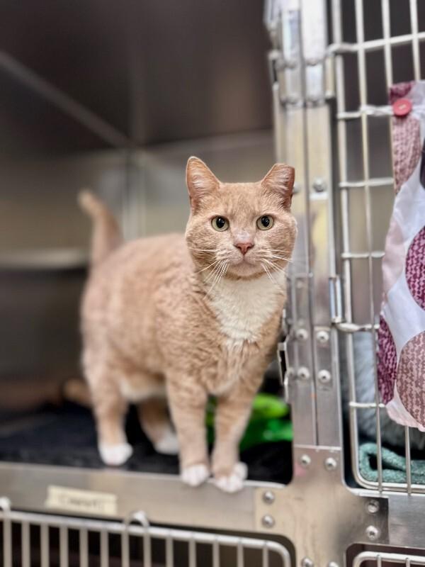 Otis, Adoptable, Adult Male Domestic Short Hair.