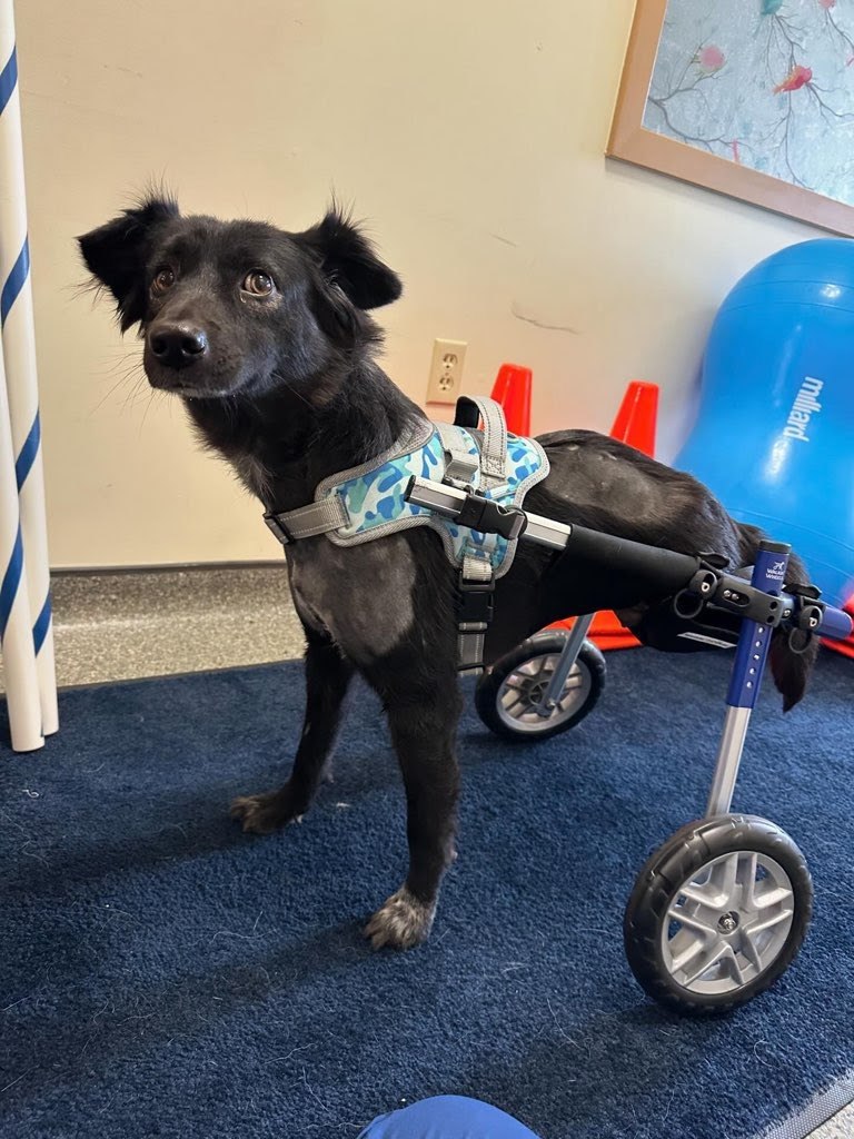 Cola, Adoptable, Adult Female Labrador Retriever.