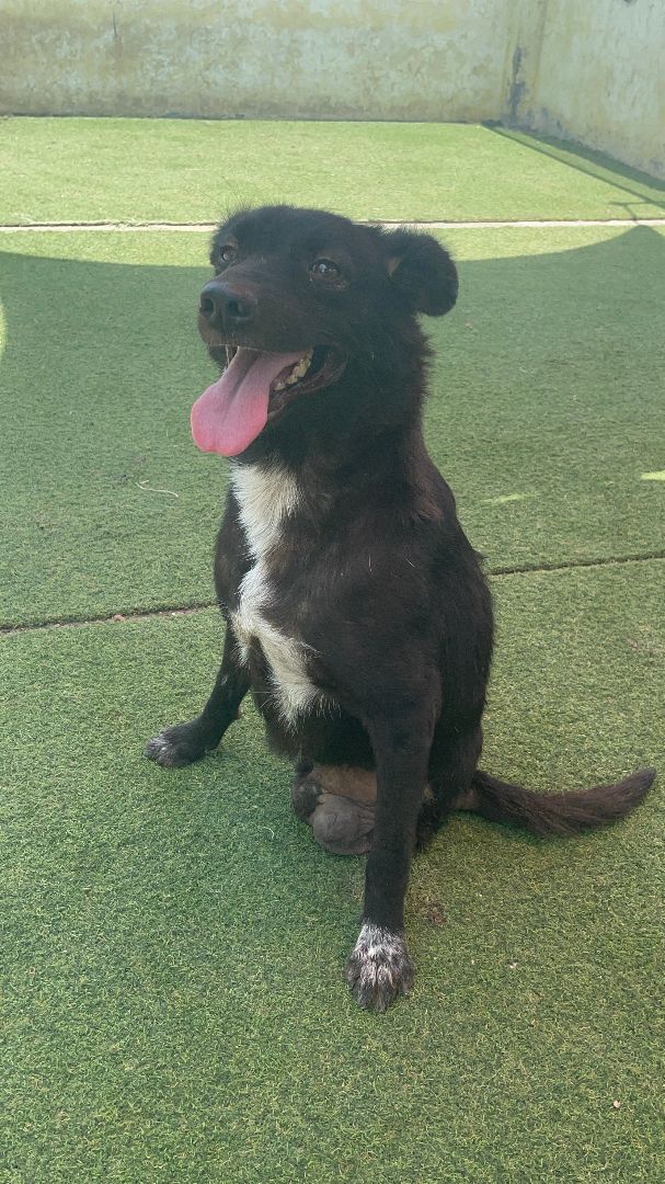 Cola, a Adoptable Labrador Retriever in Cresco, PA image 2/11