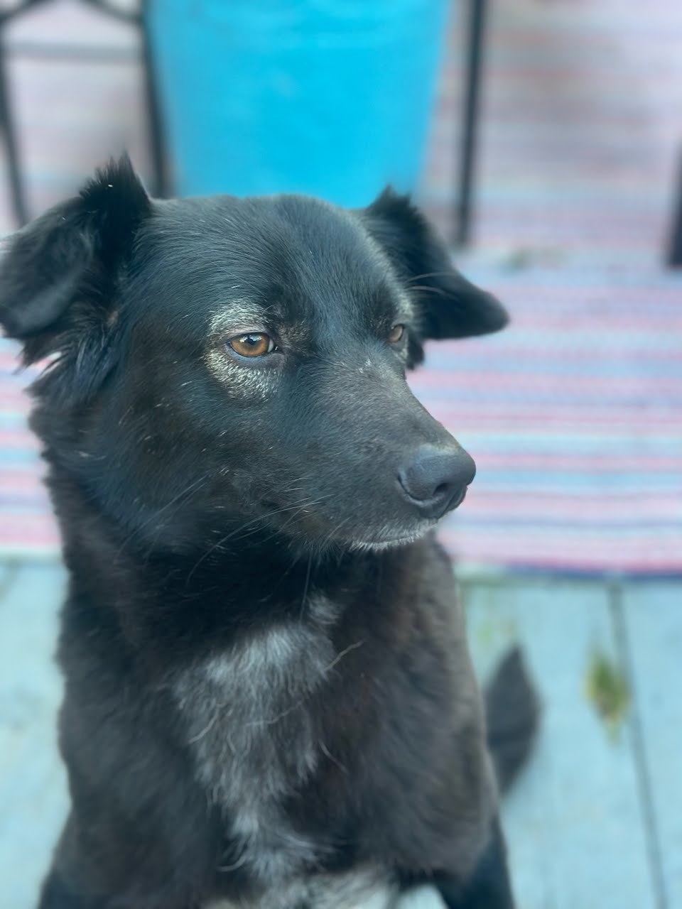 Cola, a Adoptable Labrador Retriever in Cresco, PA image 3/11