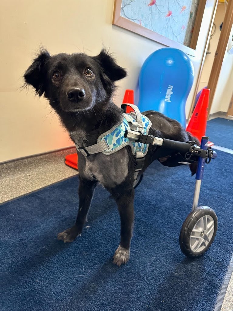 Cola, a Adoptable Labrador Retriever in Cresco, PA image 4/11