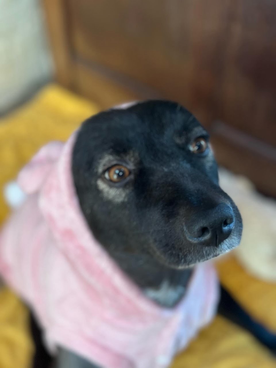 Cola, a Adoptable Labrador Retriever in Cresco, PA image 5/11