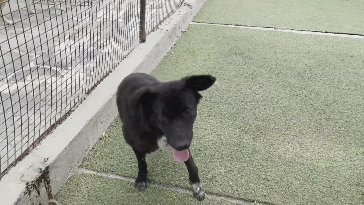 Enlarge Cola, a Adoptable Labrador Retriever in Cresco, PA video 10/11