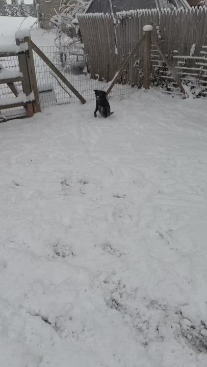 Enlarge Cola, a Adoptable Labrador Retriever in Cresco, PA video 11/11