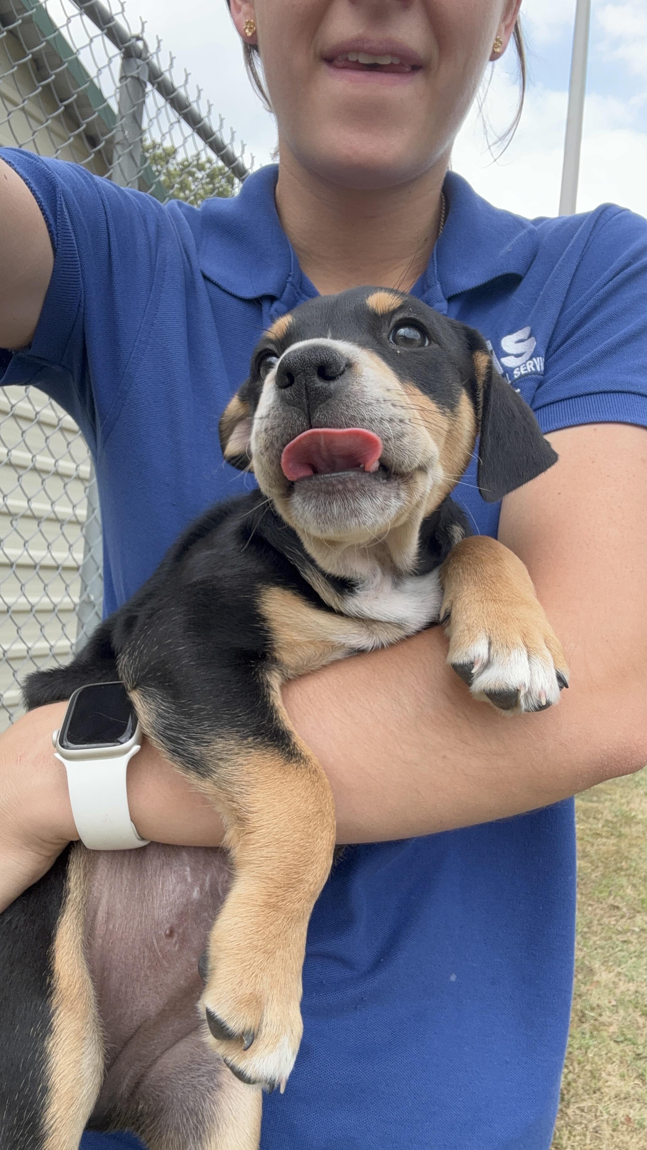 Enlarge Bobby, an adopted Mixed Breed in Collierville, TN image 3/3