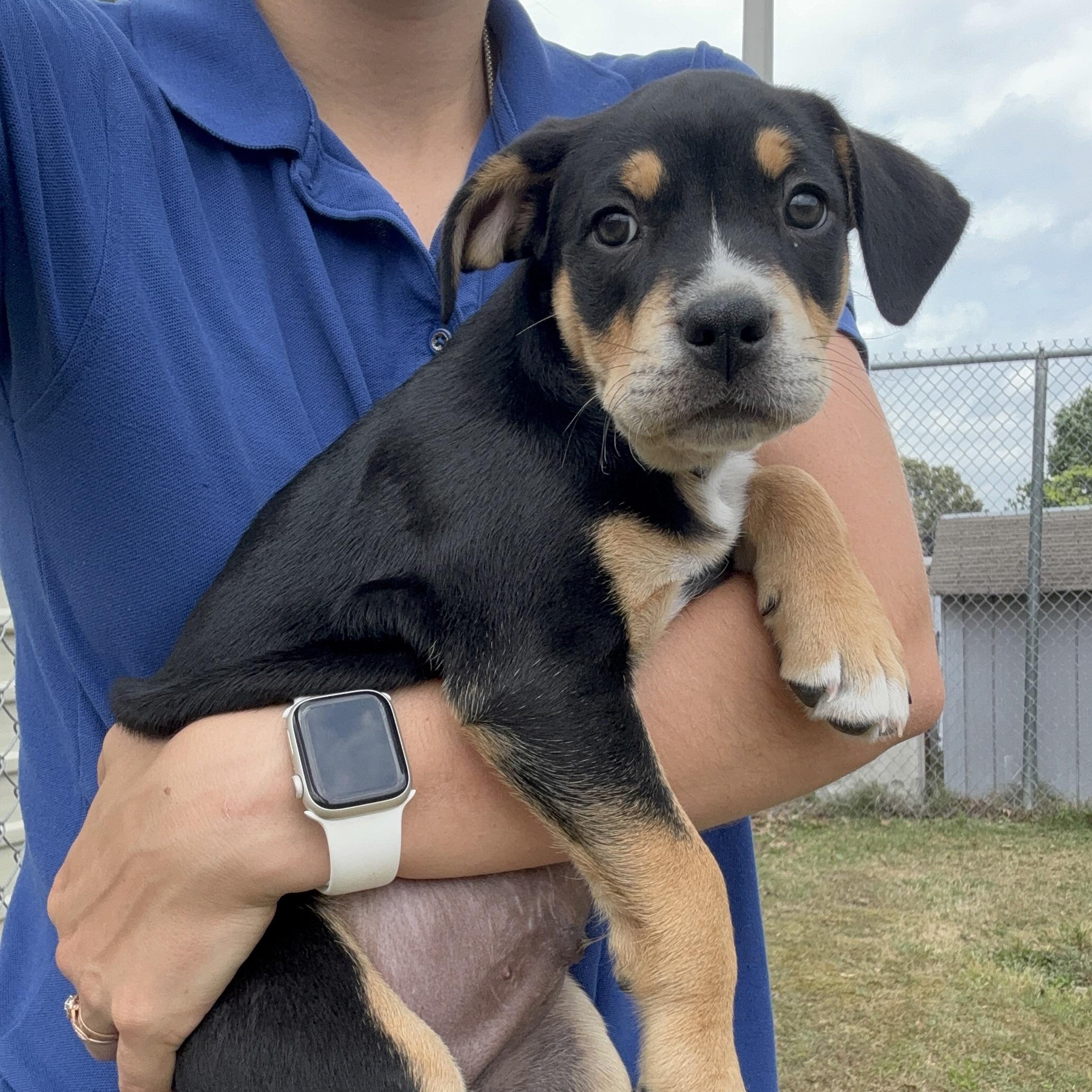 Enlarge Bobby, an adopted Mixed Breed in Collierville, TN image 2/3
