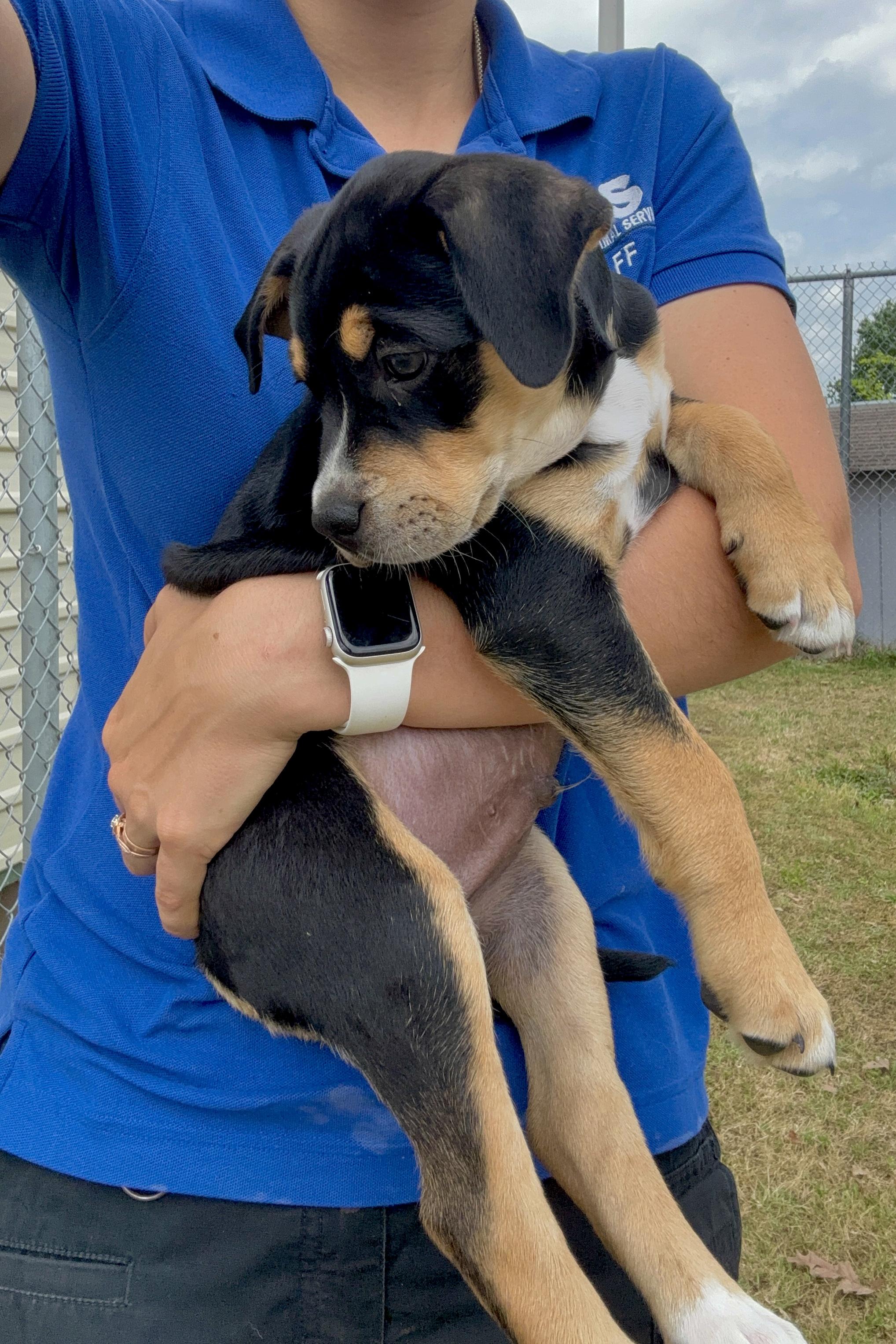 Enlarge Bobby, an adopted Mixed Breed in Collierville, TN image 1/3