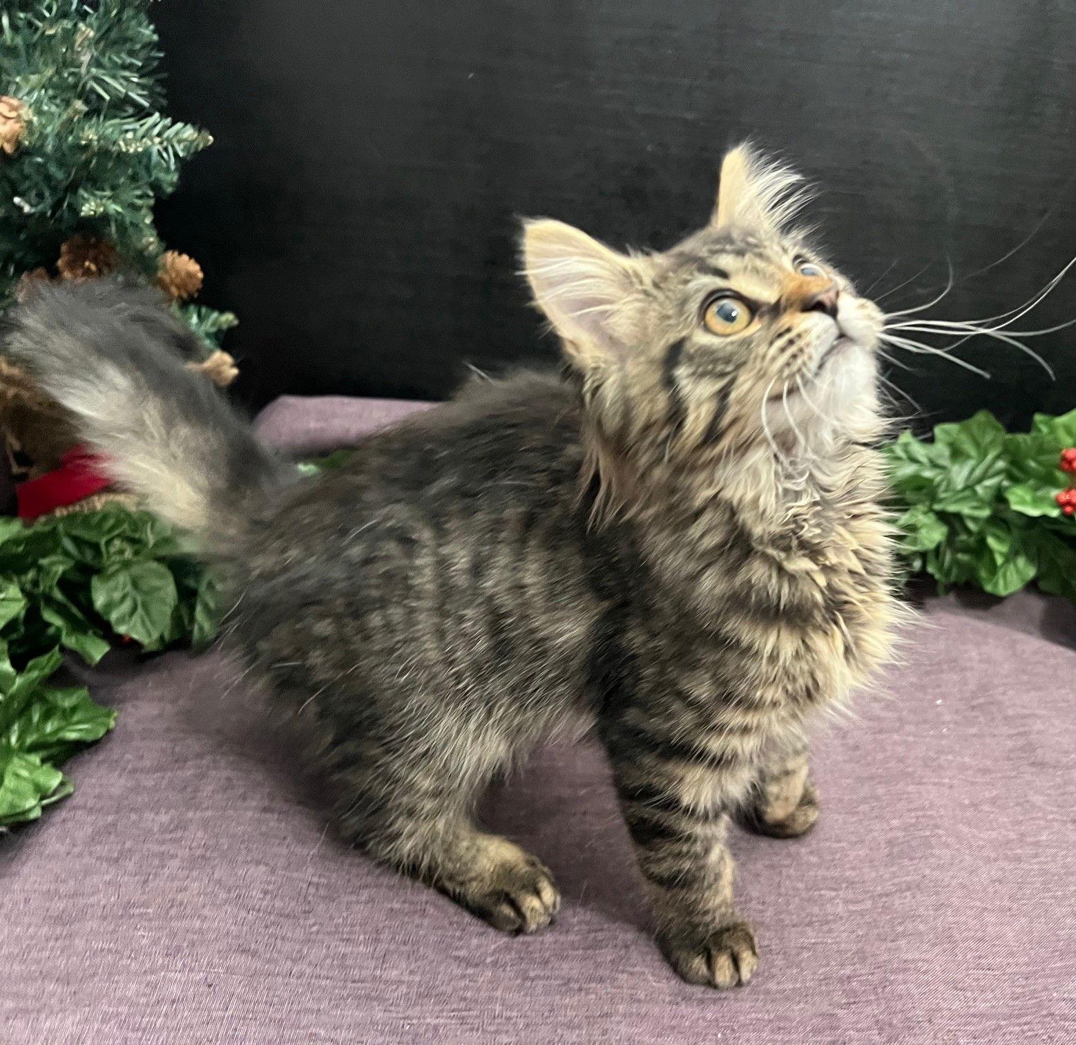 Shelly, Adopted, Kitten Female Tabby & Domestic Medium Hair.