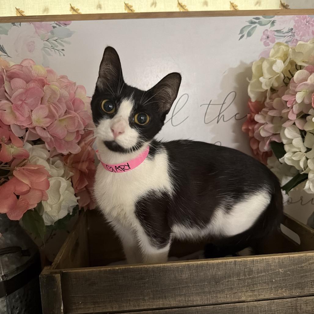 Enlarge Pookie (Gary), a Adoptable American Shorthair in Newberg, OR image 1/1