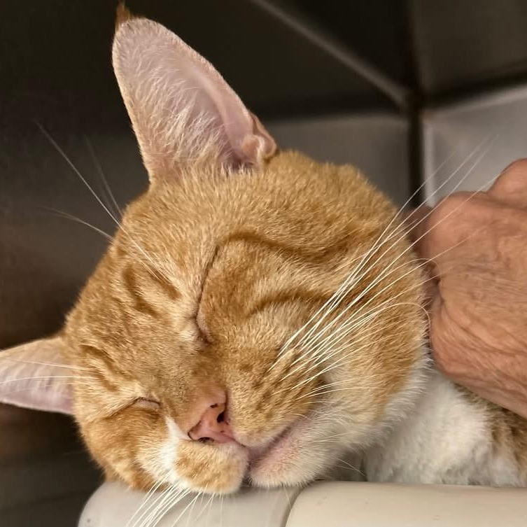 Mr. Lasagna, ADOPTABLE, Adult Male Domestic Short Hair.