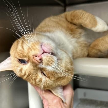 Enlarge Mr. Lasagna, a ADOPTABLE Domestic Short Hair in St. Augustine, FL image 2/6