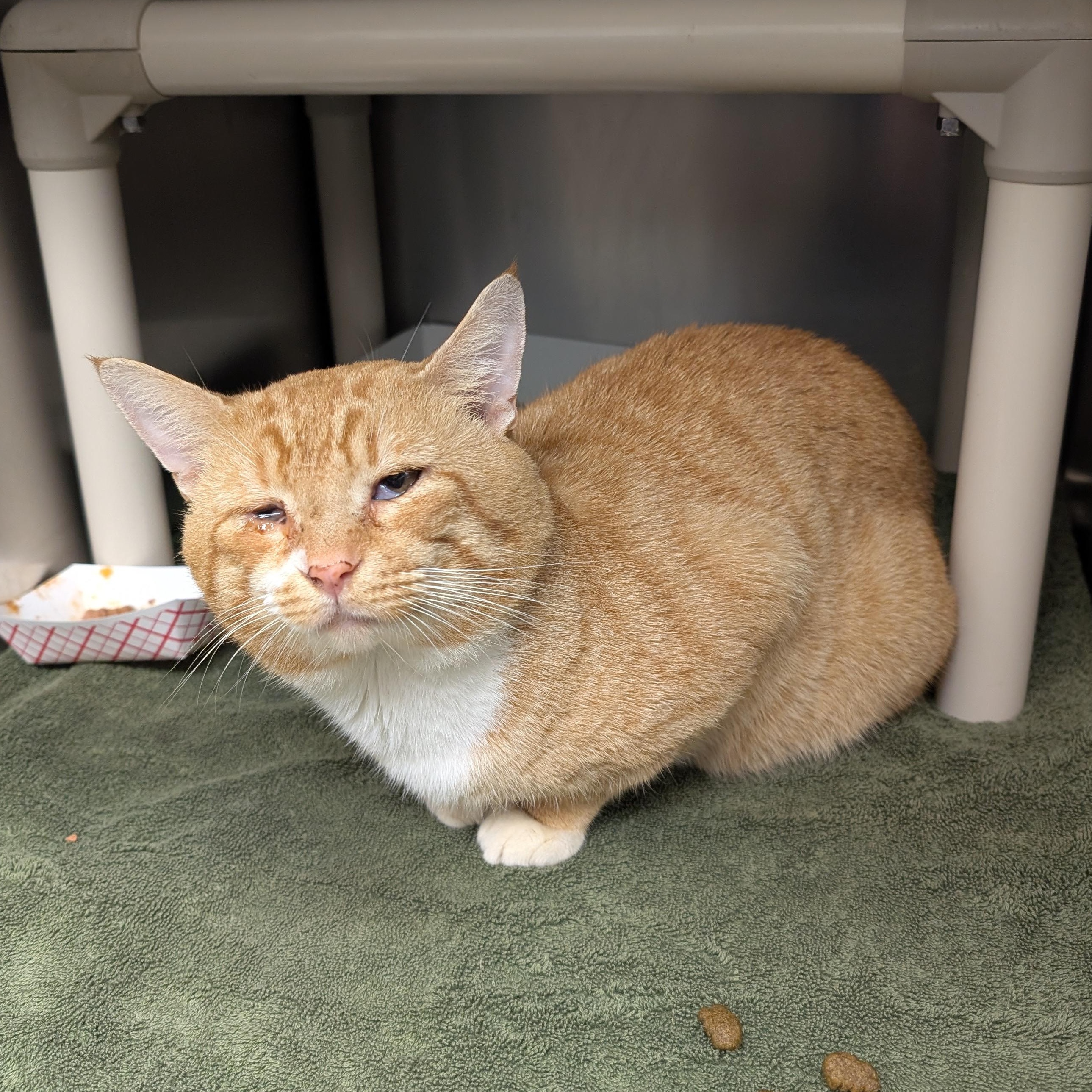 Enlarge Mr. Lasagna, a ADOPTABLE Domestic Short Hair in St. Augustine, FL image 6/6