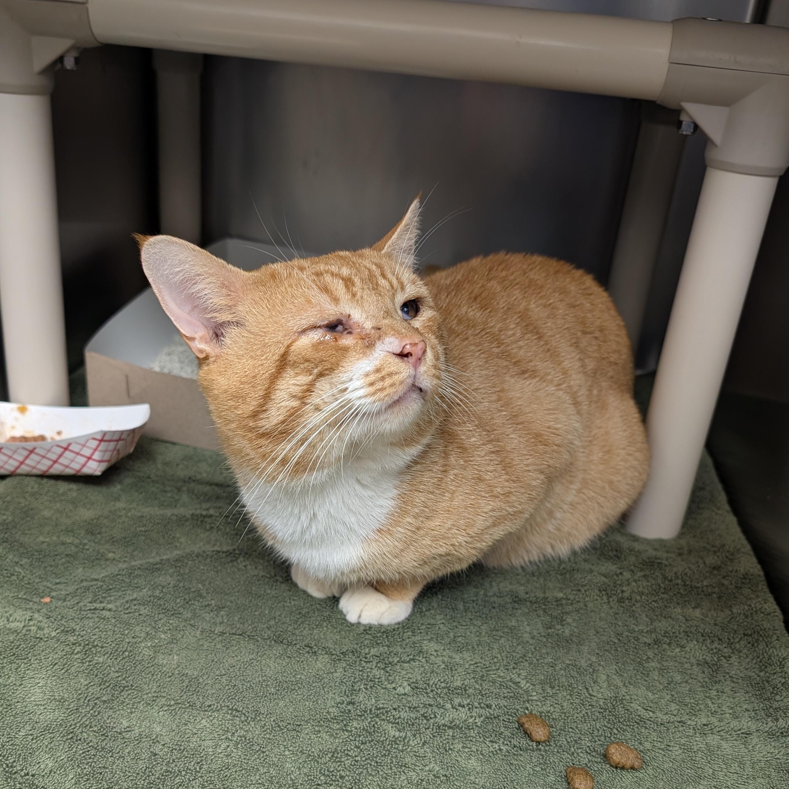 Enlarge Mr. Lasagna, a ADOPTABLE Domestic Short Hair in St. Augustine, FL image 4/6