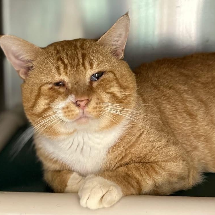 Enlarge Mr. Lasagna, a ADOPTABLE Domestic Short Hair in St. Augustine, FL image 3/6