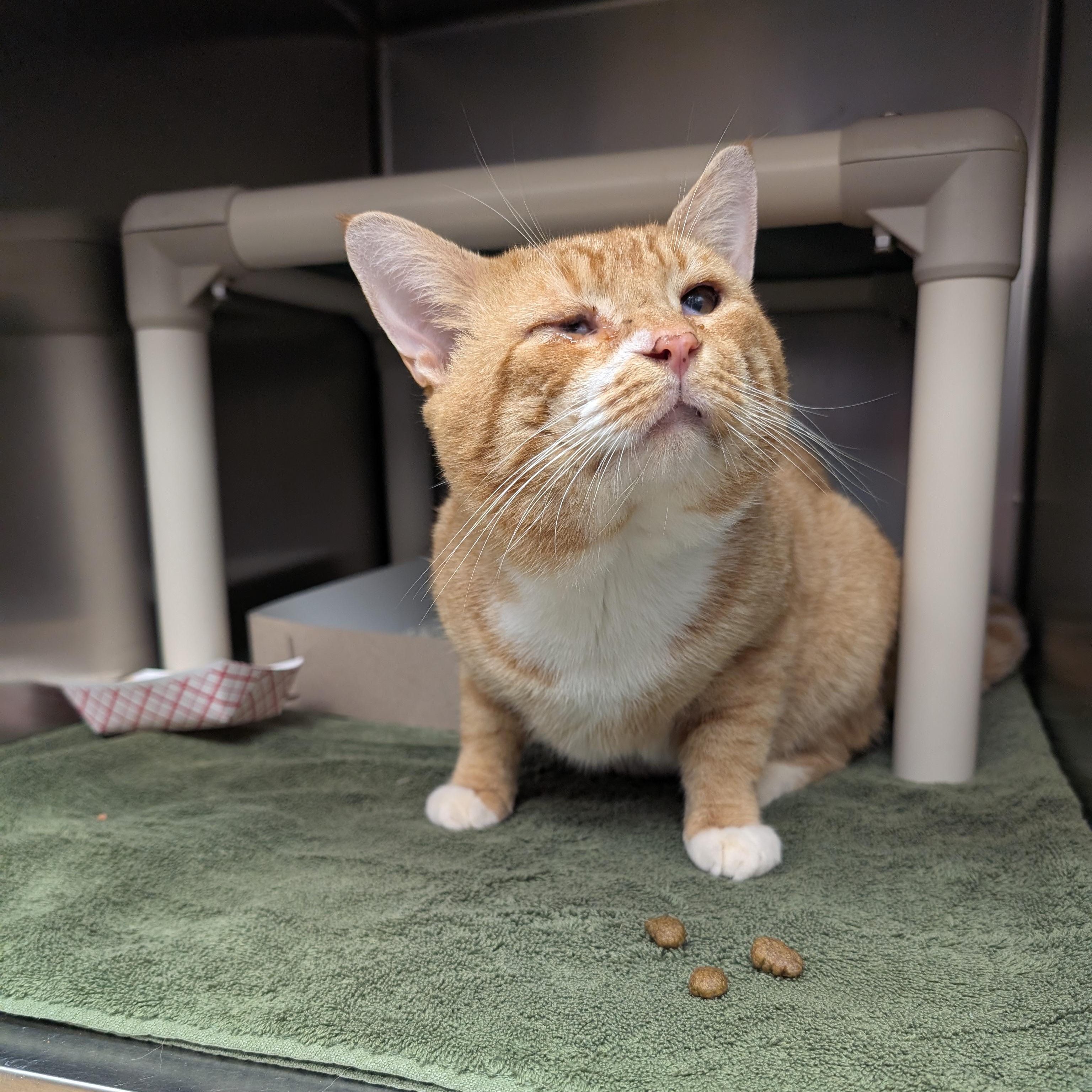 Enlarge Mr. Lasagna, a ADOPTABLE Domestic Short Hair in St. Augustine, FL image 5/6