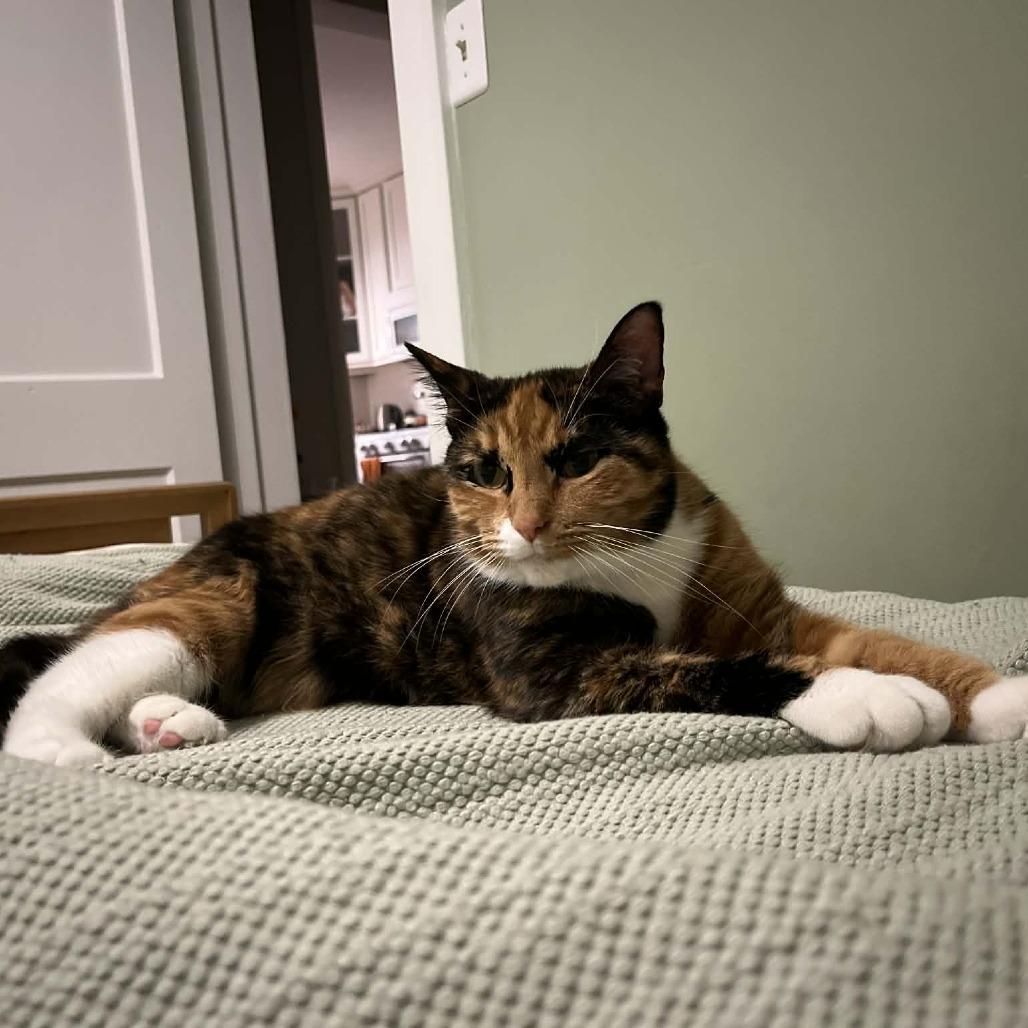 Enlarge Callie O'Malley, a Adoptable Domestic Short Hair in West Olive, MI image 2/6