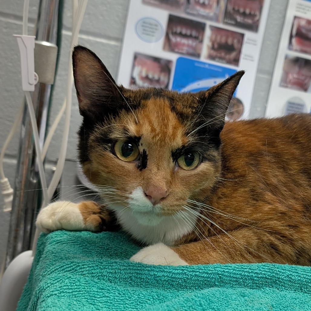 Enlarge Callie O'Malley, a Adoptable Domestic Short Hair in West Olive, MI image 5/6