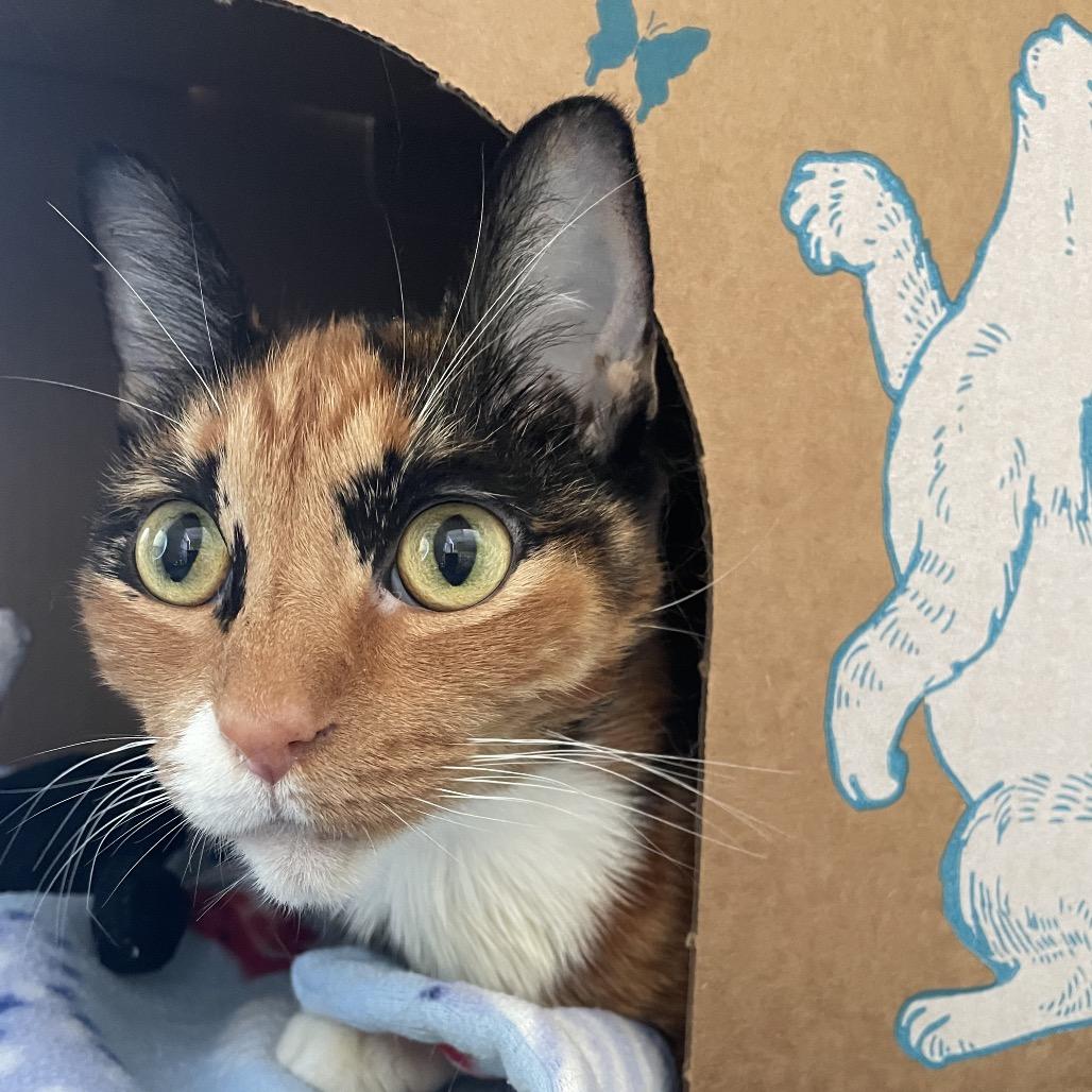 Enlarge Callie O'Malley, a Adoptable Domestic Short Hair in West Olive, MI image 6/6