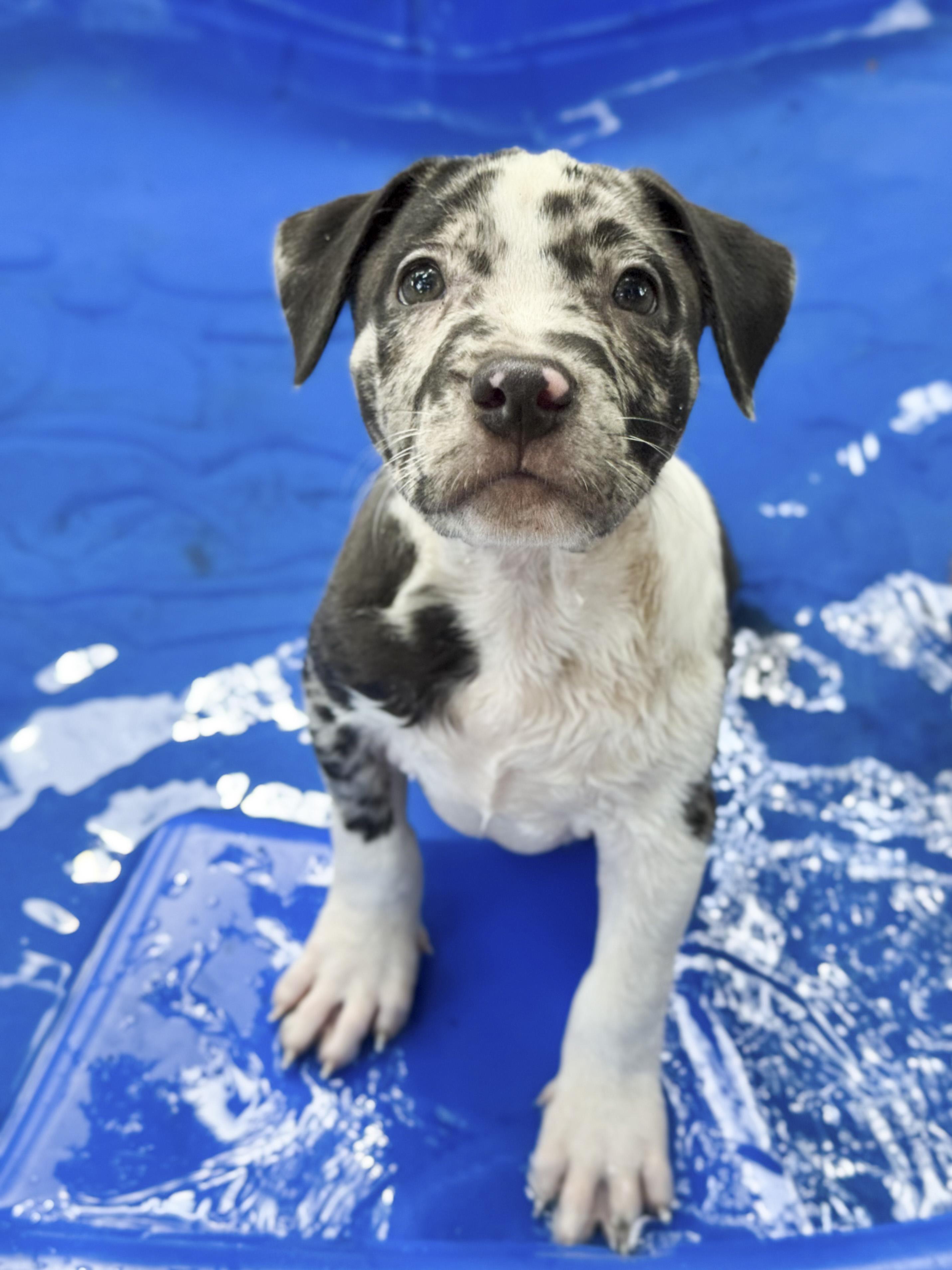 Enlarge Zeus, an adopted mixed breed in Southport, CT image 1/6