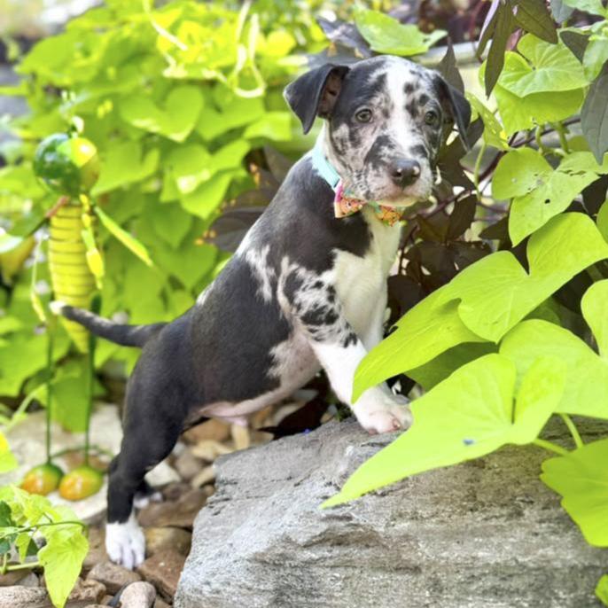 Enlarge Zeus, an adopted mixed breed in Southport, CT image 4/6