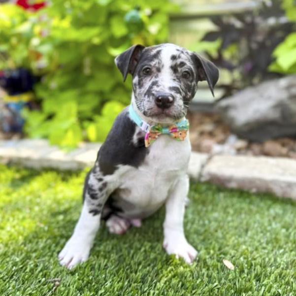 Enlarge Zeus, an adopted mixed breed in Southport, CT image 2/6