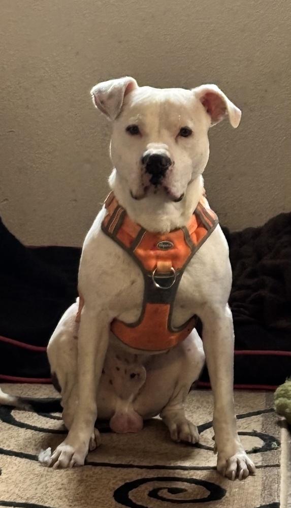 Cheeto, Adoptable, Adult Male American Bully.