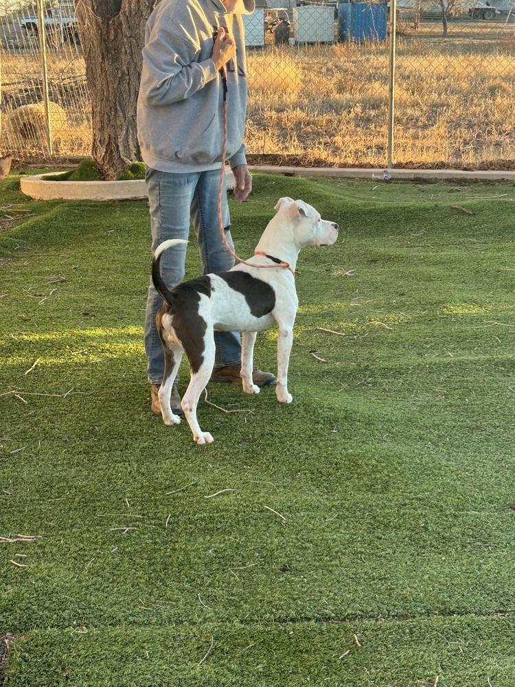 Enlarge Cheeto, a Adoptable mixed breed in Rapid City, SD image 2/4