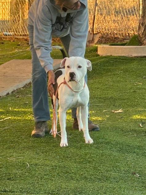 Enlarge Cheeto, a Adoptable mixed breed in Rapid City, SD image 3/4