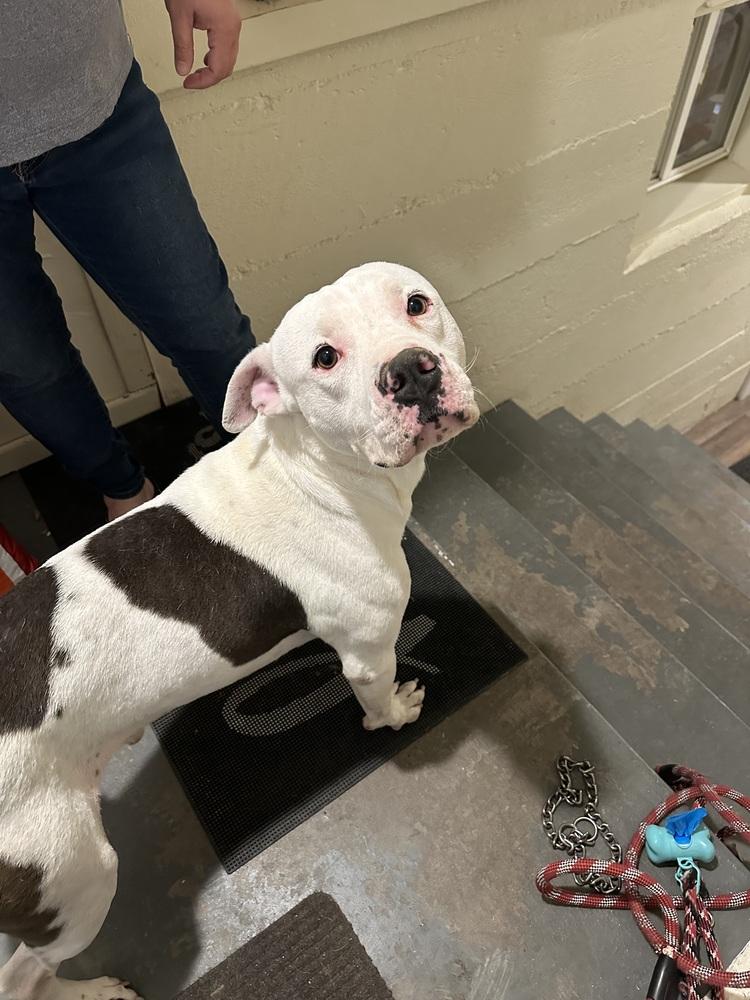 Enlarge Cheeto, a Adoptable mixed breed in Rapid City, SD image 4/4