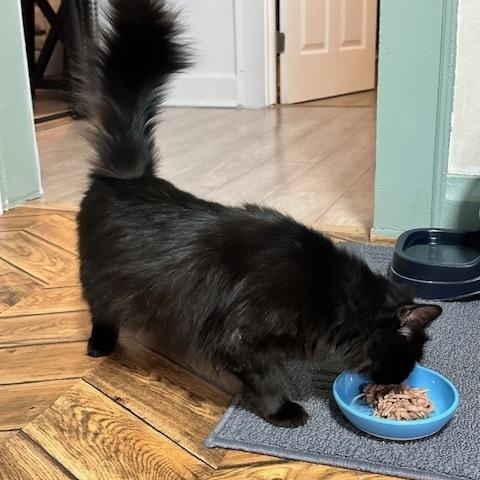 Enlarge Fluphee, an adopted Domestic Long Hair in Belmont, NC image 4/6