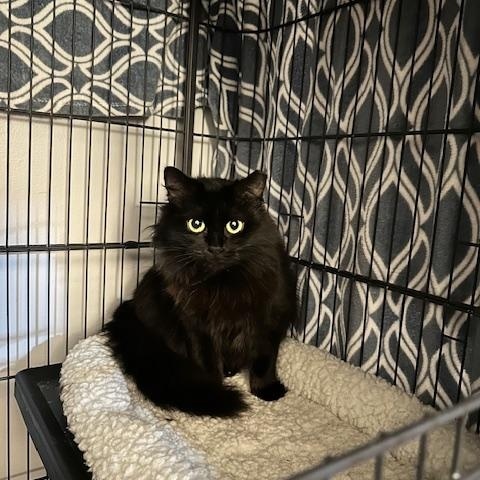 Enlarge Fluphee, an adopted Domestic Long Hair in Belmont, NC image 2/6