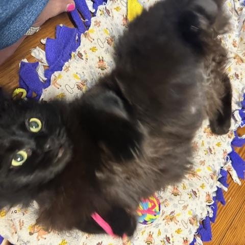 Enlarge Fluphee, an adopted Domestic Long Hair in Belmont, NC image 3/6