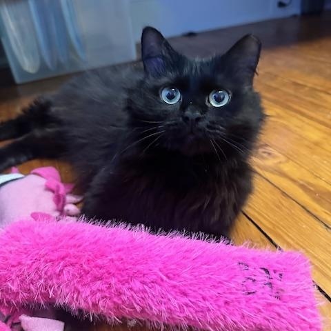 Enlarge Fluphee, an adopted Domestic Long Hair in Belmont, NC image 1/6