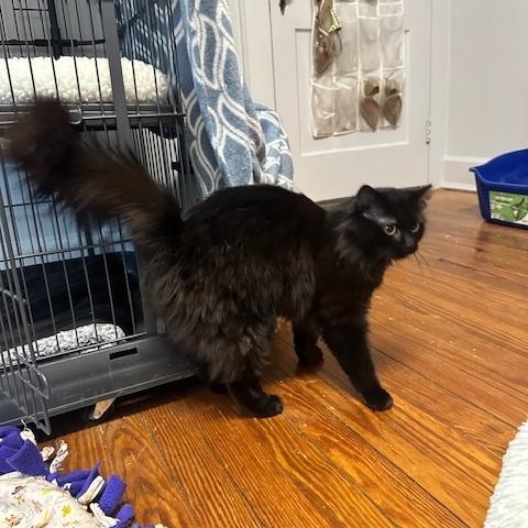 Enlarge Fluphee, an adopted Domestic Long Hair in Belmont, NC image 6/6