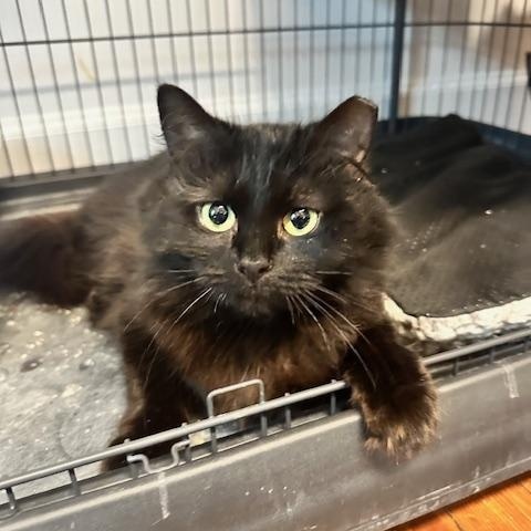 Enlarge Fluphee, an adopted Domestic Long Hair in Belmont, NC image 5/6