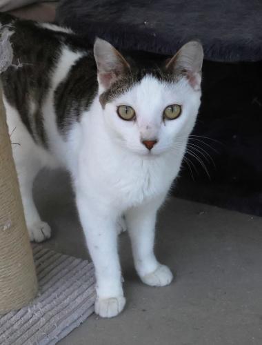 Eban, Adoptable, Adult Male Domestic Short Hair.