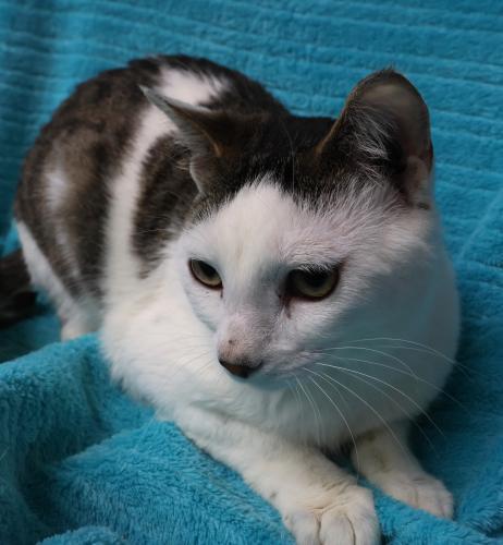 Enlarge Eban, a Adoptable mixed breed in Thief River Falls, MN image 1/1