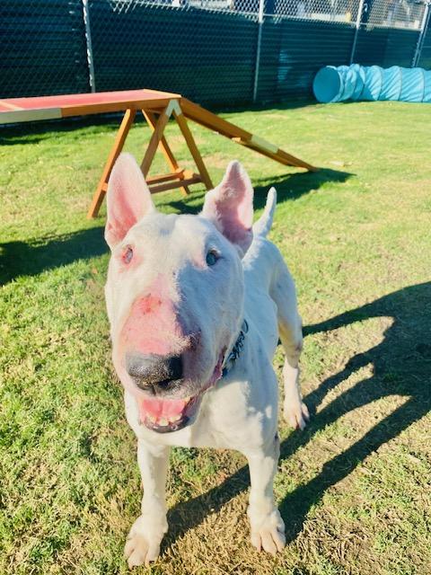Enlarge King, a Adoptable Bull Terrier in Palm Desert, CA image 1/1