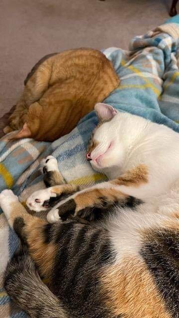 Cali, a Adoptable Calico in Trinity, NC image 1/2