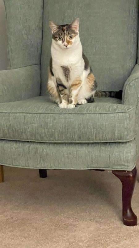 Cali, a Adoptable Calico in Trinity, NC image 2/2