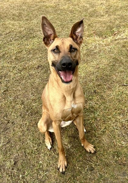 Shelby — thumbnail 2