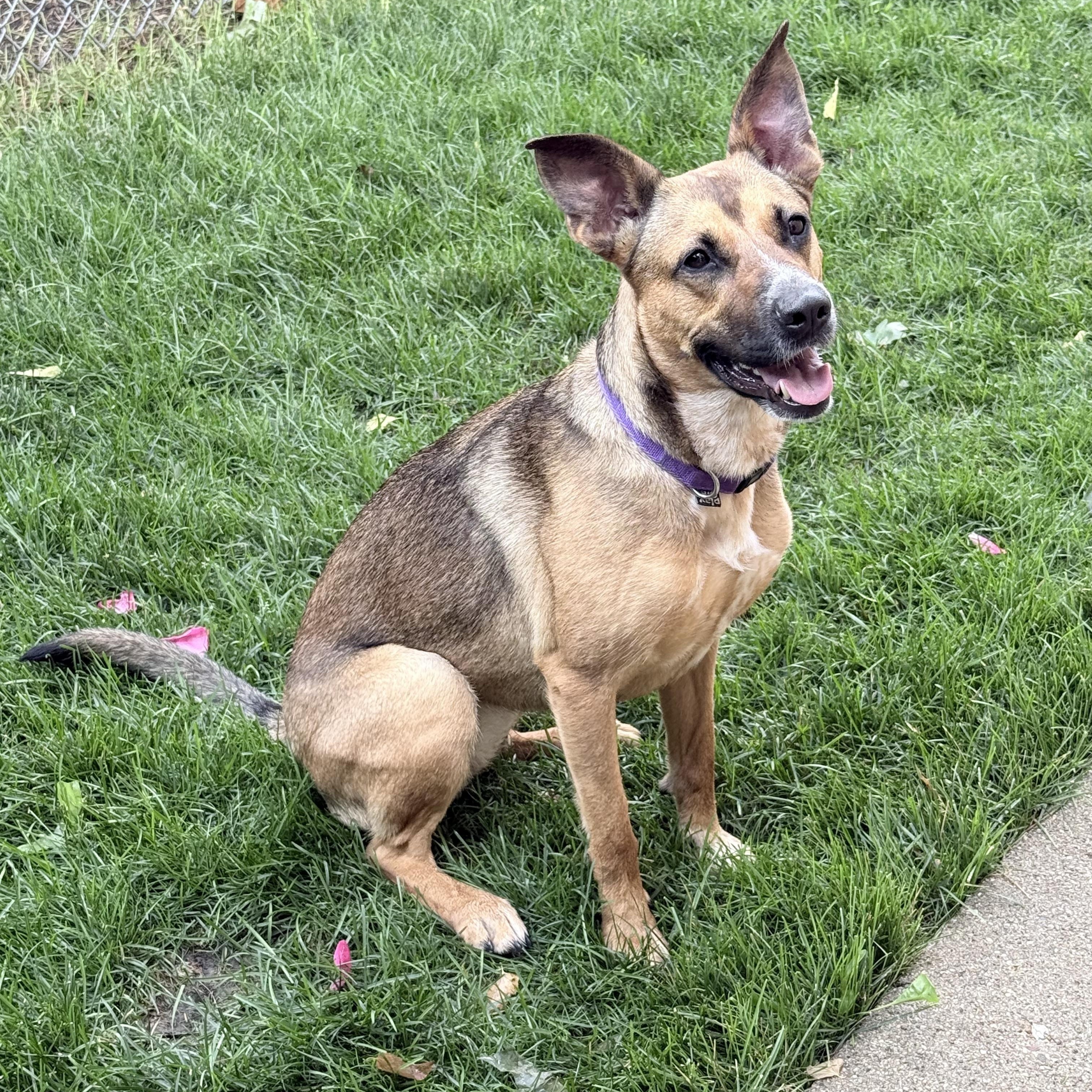 Shilo, ADOPTABLE, Young Female German Shepherd Dog.