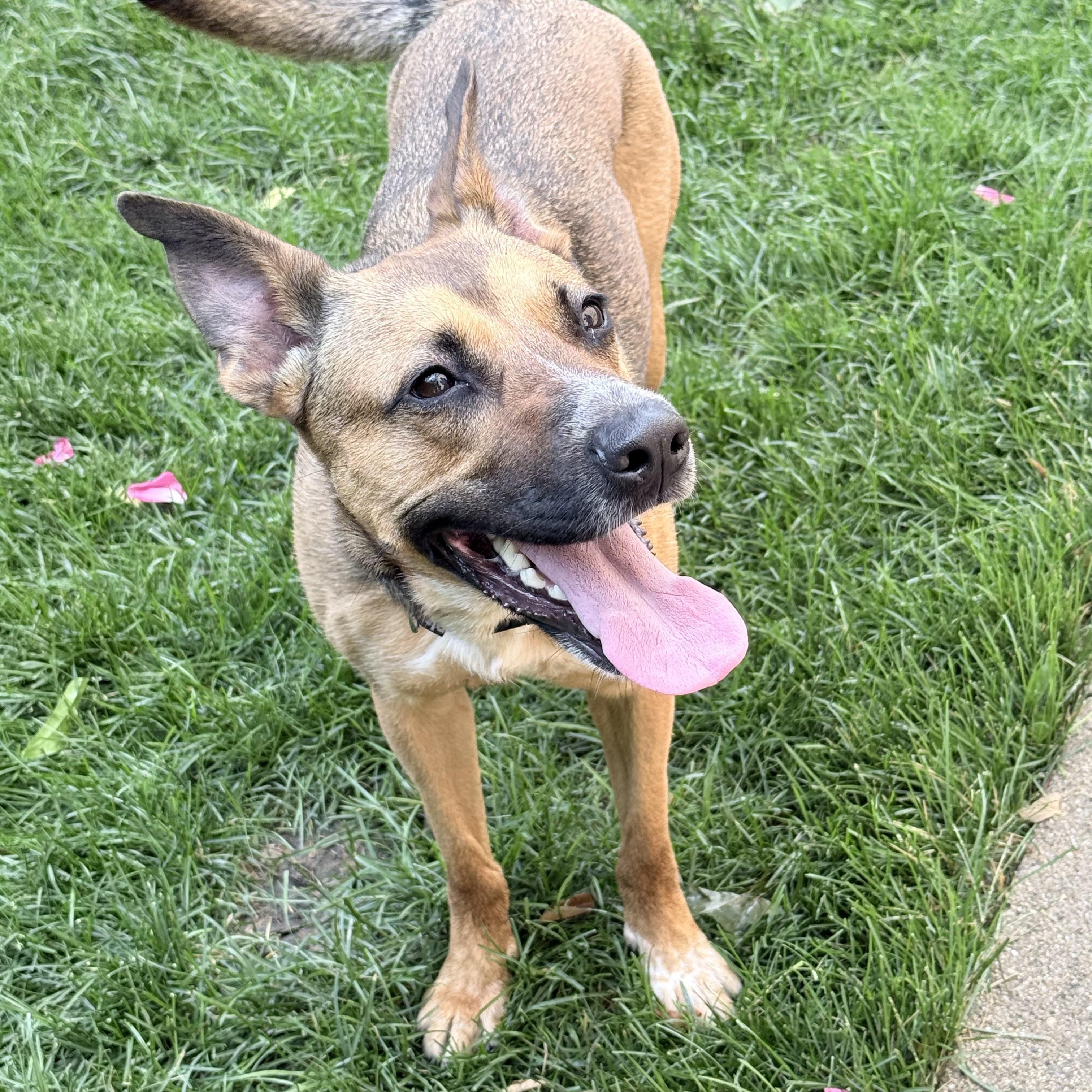 Shilo, a ADOPTABLE mixed breed in Chicago, IL image 2/5