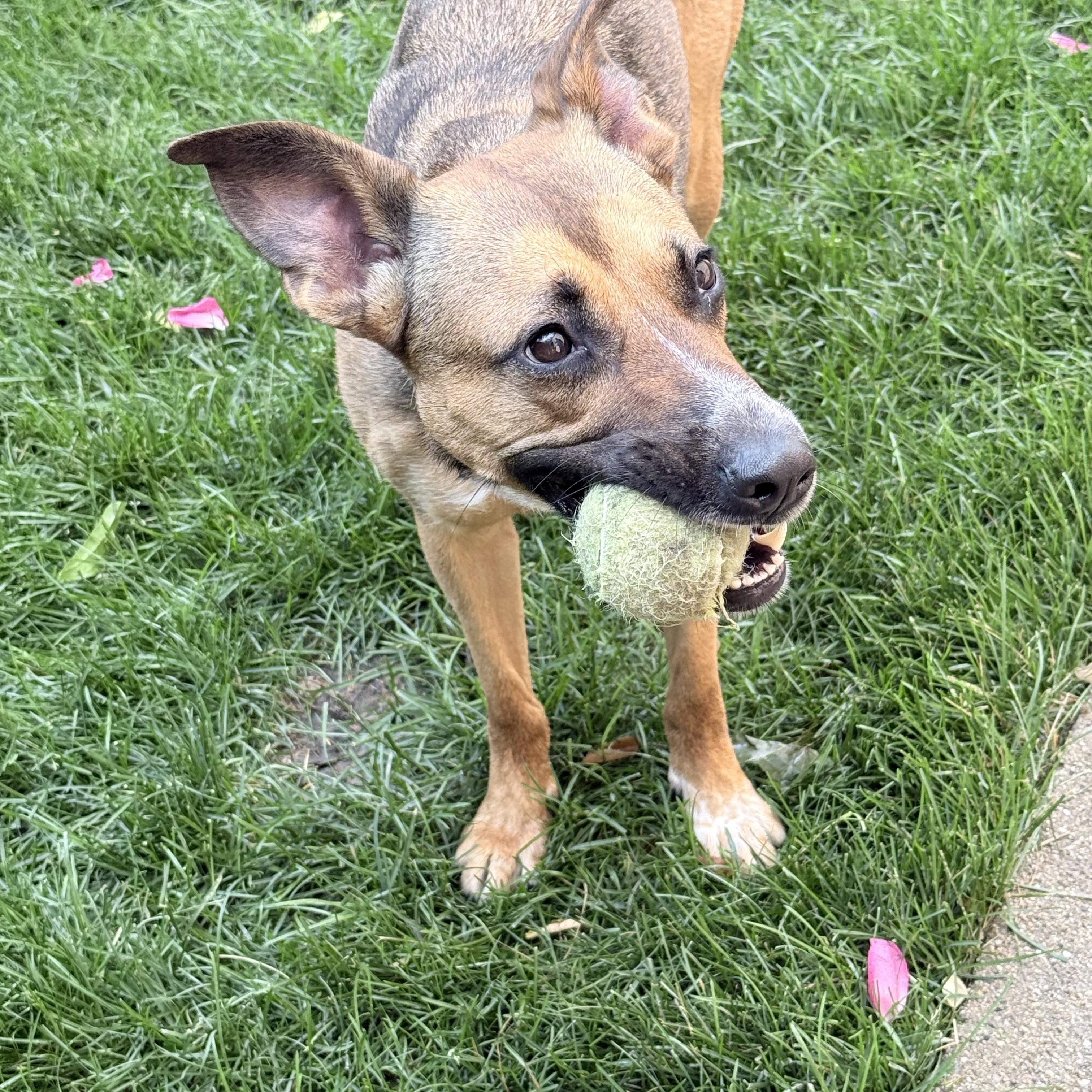 Shilo, a ADOPTABLE mixed breed in Chicago, IL image 3/5