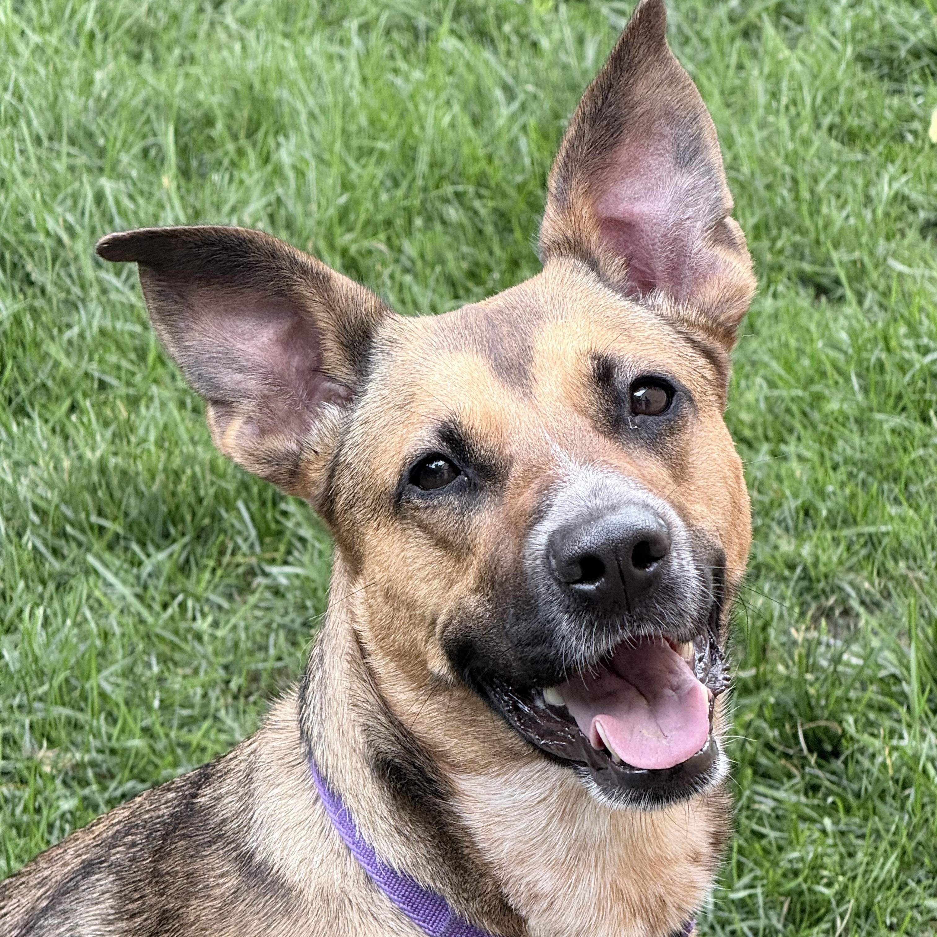 Shilo, a ADOPTABLE mixed breed in Chicago, IL image 4/5