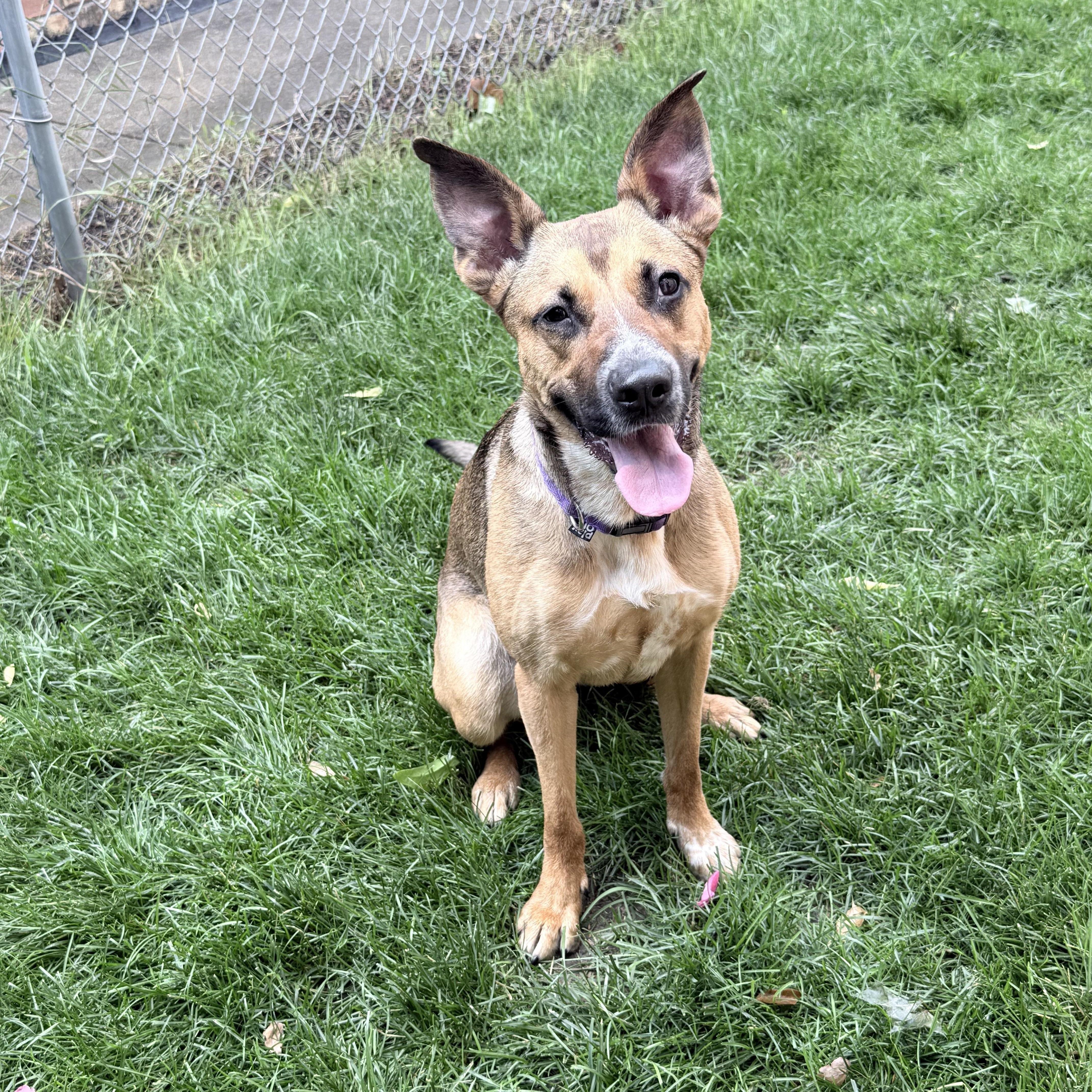 Shilo, a ADOPTABLE mixed breed in Chicago, IL image 5/5