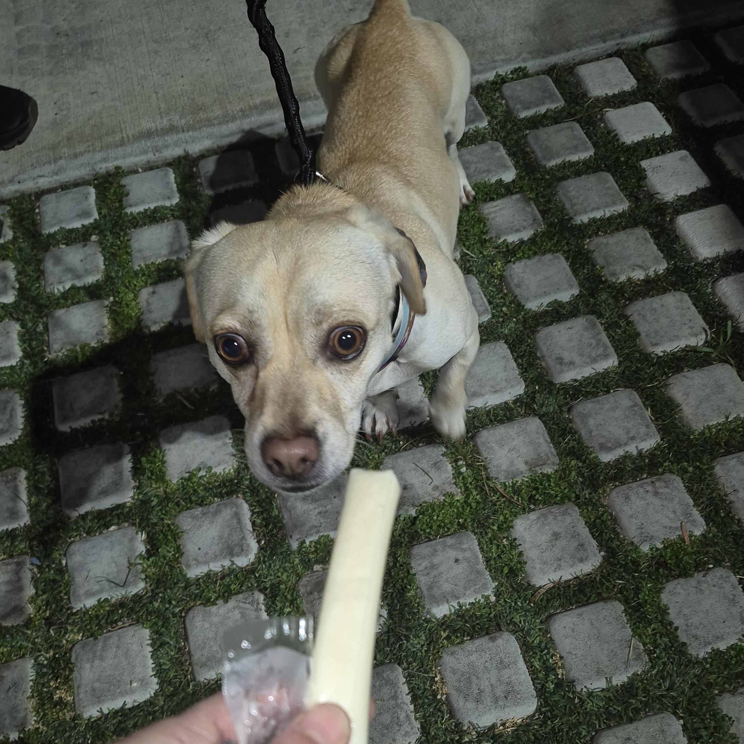 Rolo Lolo thumbnail 2