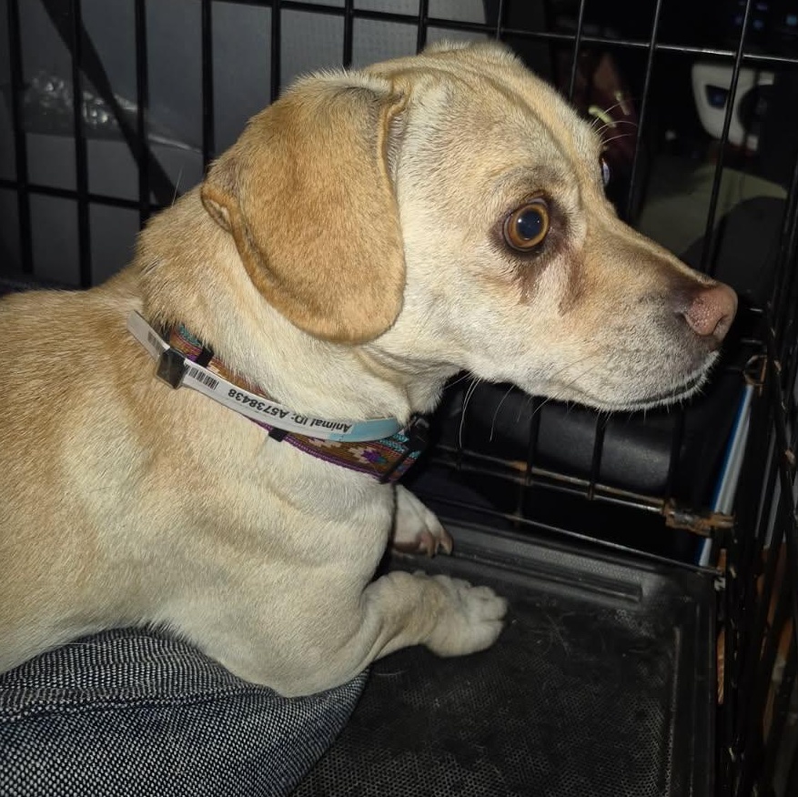 Rolo Lolo thumbnail 5