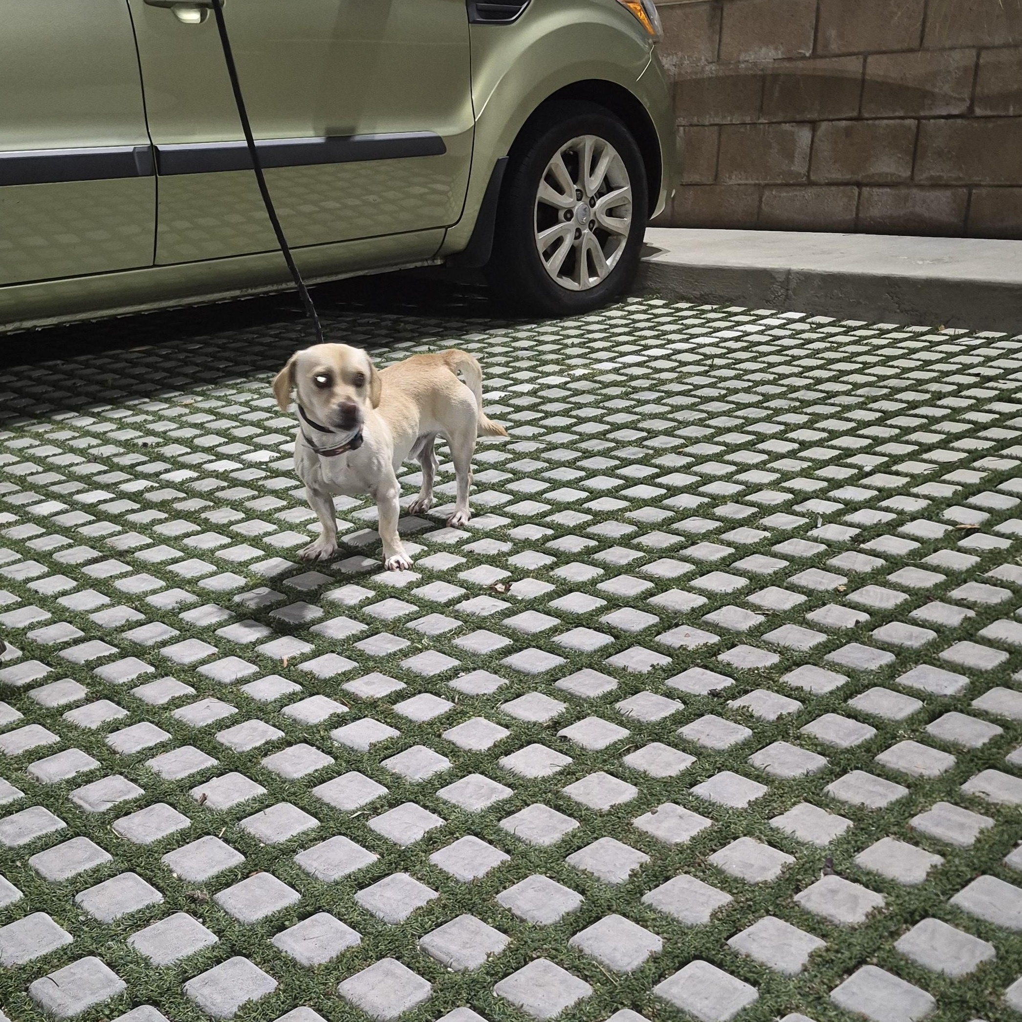 Rolo Lolo thumbnail 6