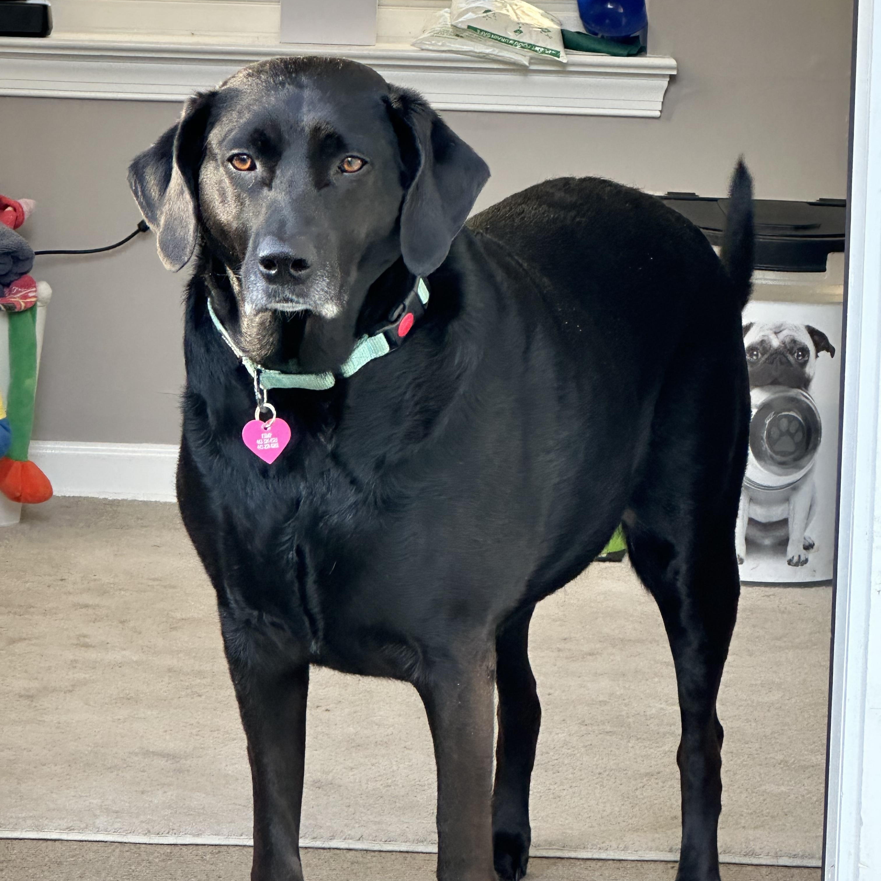 Salem, an adopted mixed breed in Elkton, MD image 3/3